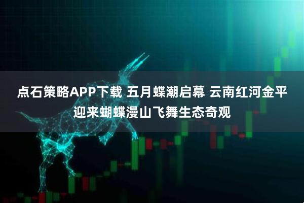 点石策略APP下载 五月蝶潮启幕 云南红河金平迎来蝴蝶漫山飞舞生态奇观